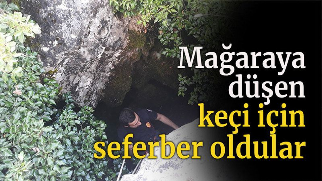 Mağaraya düşen keçi için seferber oldular